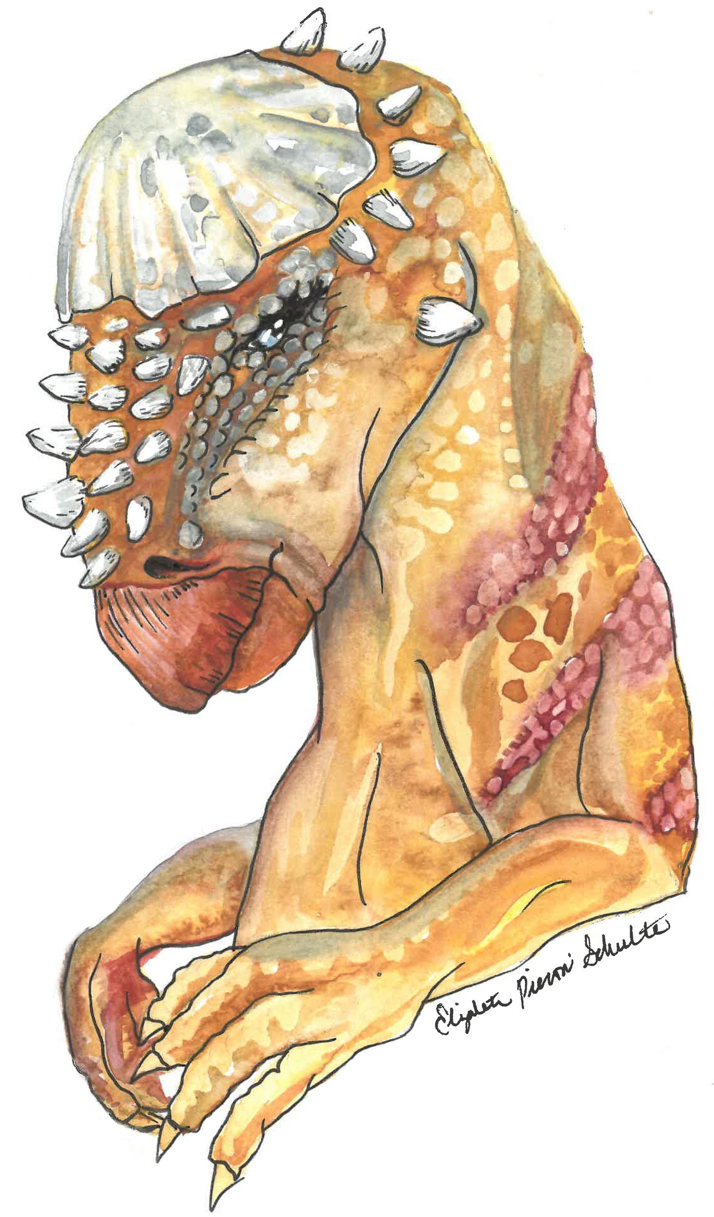 Pachycephalosaurus